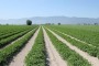 Campo patate Fucino