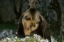 Orso morto, WWF, sospendere pascolo nelle zone della Marsica