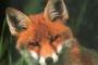 Wwf, fermare abbattimento volpi