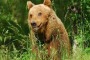 Orsa Gemma, direzione del Parco è viva