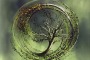 Insurgent di Veronica Roth