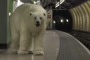 L'Orso Polare si Aggira per la Metro di Londra. La Gente Scappa Terrorizzata