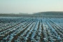 Maltempo, Coldiretti, nei campi gelo a gennaio con +3 gradi
