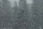 Neve