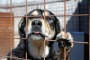 Canile Lager, Truffato il Comune di Roseto. Animali Malnutriti