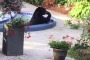 L'Orso Fa il Bagno in Piscina a Vancouver - VIDEO