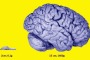 A confronto il cervello di una rana e quello umano