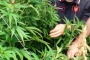 maxi coltivazione di marijuana