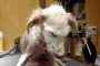 Marco Carta Cerca Casa alla Cagnolina Memole Trovata Tra i Rifiuti