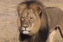 Arrestata Guida che Porto Bracconieri ad Uccidere il Leone Cecil
