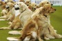 Buttata Fuori dal Ristorante, il Suo Cane Guida Non Poteva Entrare