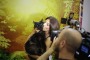 Ecco Felix Coon Titanic, il Gatto Più Bello e Grande del Mondo