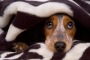 Capodanno e Botti, un Dramma per gli Animali. 5 Consigli da Seguire per "Sdrammatizzare" le Ansie