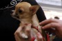 Occhio ai Vostri Cani è Boom di Rapimenti di Chihuahua
