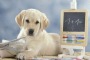 Si Può Calcolare il Quoziente Intellettivo dei Cani
