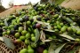 Pronta l'Invasione dell'Olio turco Senza Dazi, Sarà un'Ecatombe per Quello Italiano