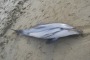 Delfino spiaggiato a Roseto, morto per soffocamento