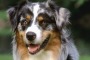 Per i Cani Abbaiare è un Diritto Sacrosanto. Il Tribunale di Lanciano fa Giurisprudenza