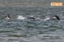 "Ho Visto il Mostro di Loch Ness, Ecco le Foto di Nessie"