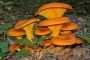55enne marsicano mangia funghi e finisce in ospedale con forte intossicazione