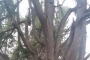 Scafa, Atto vandalico sul secolare Cedro del Libano, riconosciuto albero monumentale