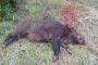 La Regione Abruzzo accontenta il mondo Venatorio, autorizzata caccia al Cinghiale fino a giugno