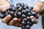 "Naturale" torna a Capestrano la rassegna dei vini artigianali