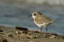 L’Abruzzo per la salvaguardia del Fratino, iniziative per la conservazione del simbolo delle spiagge