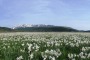 Altopiano delle Rocche, 71° edizione della Festa del Narciso, tra tradizione, novità e solidarietà