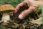 Marsica, funghi raccolti nei prati, la Asl attiva controllo di commestibilità.