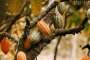 Il Cacao di Chuao