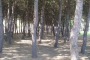 Riserva di Santa Filomena: allori sulle dune e pini e lecci che si specchiano nell'Adriatico