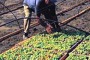 Produceva compost velenosi per l'ambiente