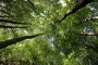 "Una legge Forestale per l’Abruzzo", domani convegno a Palazzo Silone