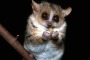 I lemuri ed il solletico..