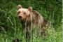 A Villavallelonga si festeggiano i 30 anni dell'orso Sandrino