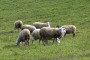 ''La Giunta Chiodi? La peggiore per l’agricoltura e gli allevatori falliscono''