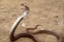 Bellante, avvistato un cobra in campagna: allertato il pronto soccorso