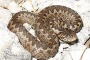 Soccorso sul Gran Sasso escursionista morso da una vipera