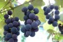 La siccità prolungata mette a rischio al vendemmia 2012