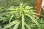 Città Sant'Angelo: arrestato perchè coltivava marijuana in casa