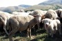 53esima Rassegna degli ovini di Campo Imperatore