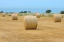 Denunciati due agricoltori per furto di balloni di fieno