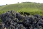 Chiusi i rubinetti di Chiauci, campi senz'acqua nel Basso Molise