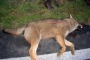 Due lupe uccise nel Parco nazionale d'Abruzzo