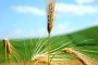 Agricoltura, 5 milioni per promuovere il turismo rurale