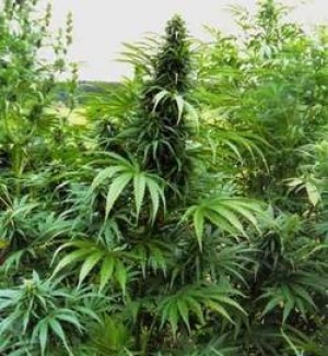 Cannabis terapeutica: proposta di legge regionale 