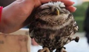 Molla: la civetta che ama le coccole 