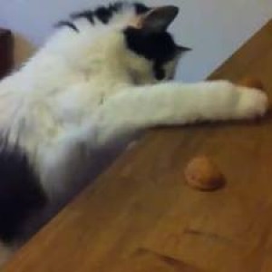 L'occhio &egrave; piu' veloce della mano, soprattutto quello del gatto! 
