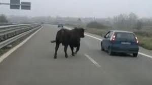 Un toro in tangenziale 